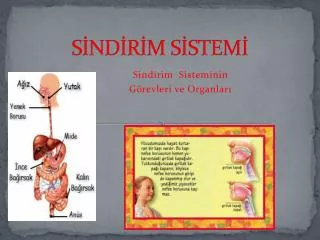 s nd r m s stem