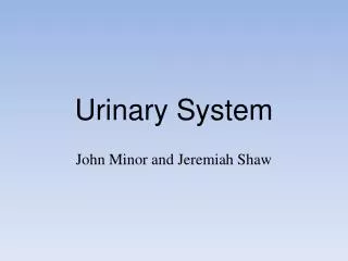 Urinary System