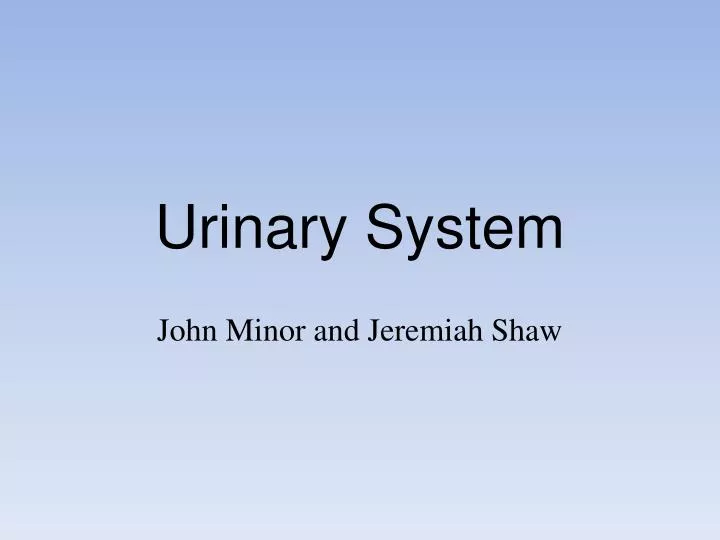 urinary system