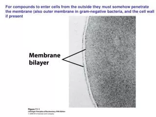 For compounds to enter cells from the outside they must somehow penetrate