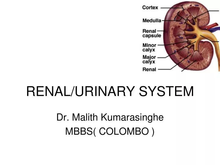 renal urinary system