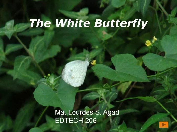 the white butterfly