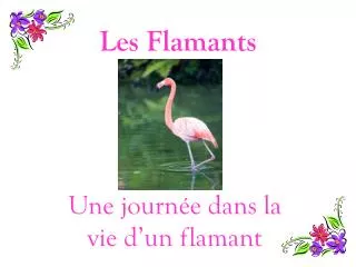 les flamants