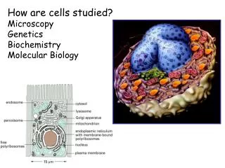 How are cells studied? Microscopy Genetics Biochemistry Molecular Biology