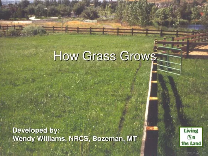 how grass grows