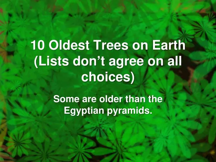 10 oldest trees on earth lists don t agree on all choices