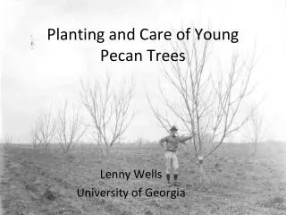 Planting and Care of Young Pecan Trees