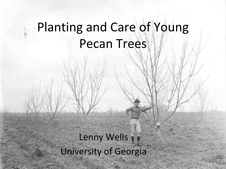 planting and care of young pecan trees