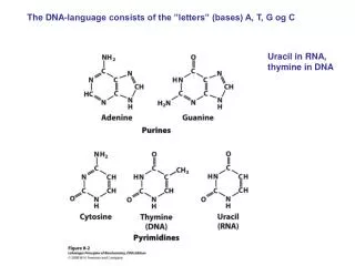 Uracil in RNA, thymine in DNA