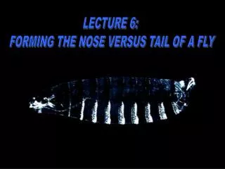 LECTURE 6: FORMING THE NOSE VERSUS TAIL OF A FLY