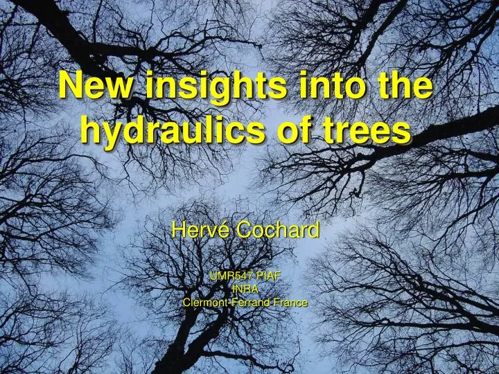 new insights into the hydraulics of trees