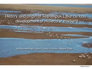 History and origin of Teshekpuk Lake caribou: development of molecular markers