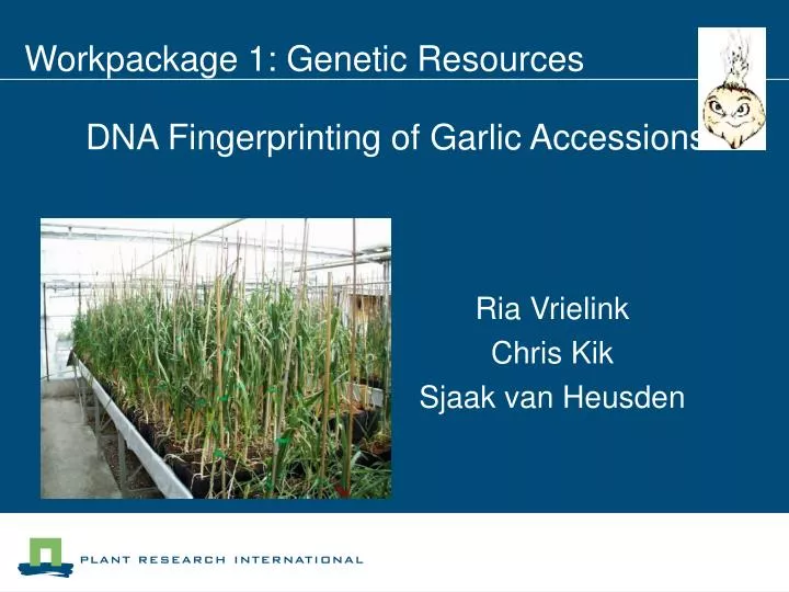 dna fingerprinting of garlic accessions