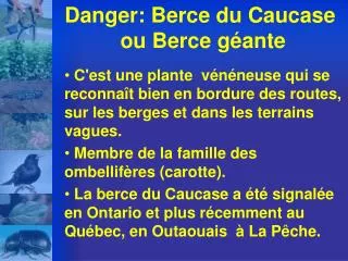 danger berce du caucase ou berce g ante