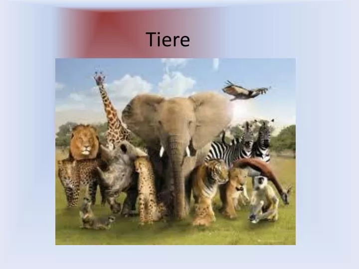 tiere