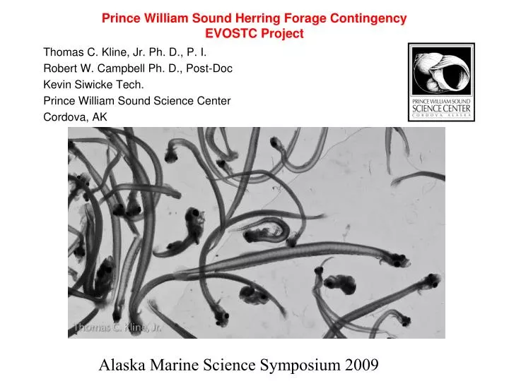 prince william sound herring forage contingency evostc project