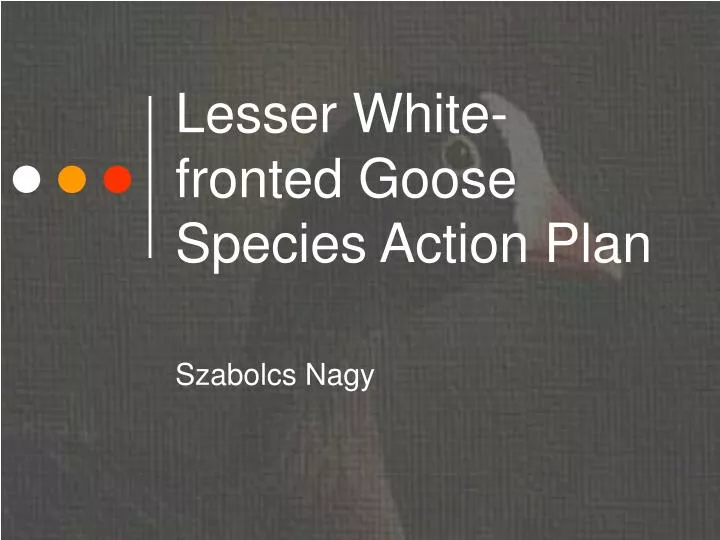 lesser white fronted goose species action plan