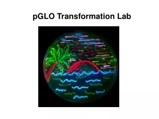 pGLO Transformation Lab