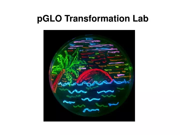 pglo transformation lab