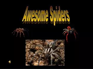 Awesome Spiders