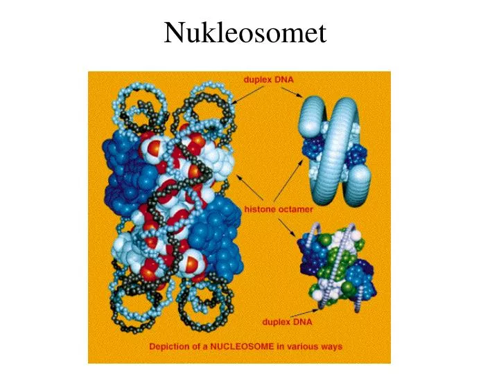 nukleosomet