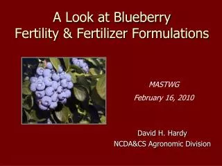 A Look at Blueberry Fertility &amp; Fertilizer Formulations