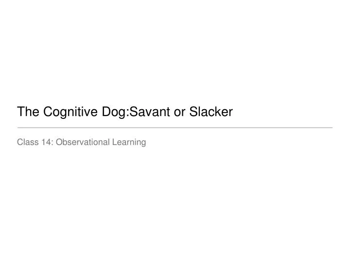 the cognitive dog savant or slacker