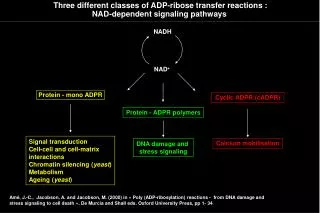 Three different classes of ADP-ribose transfer reactions : NAD-dependent signaling pathways