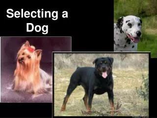 Selecting a Dog