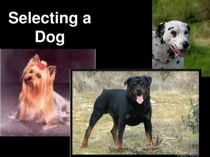 selecting a dog