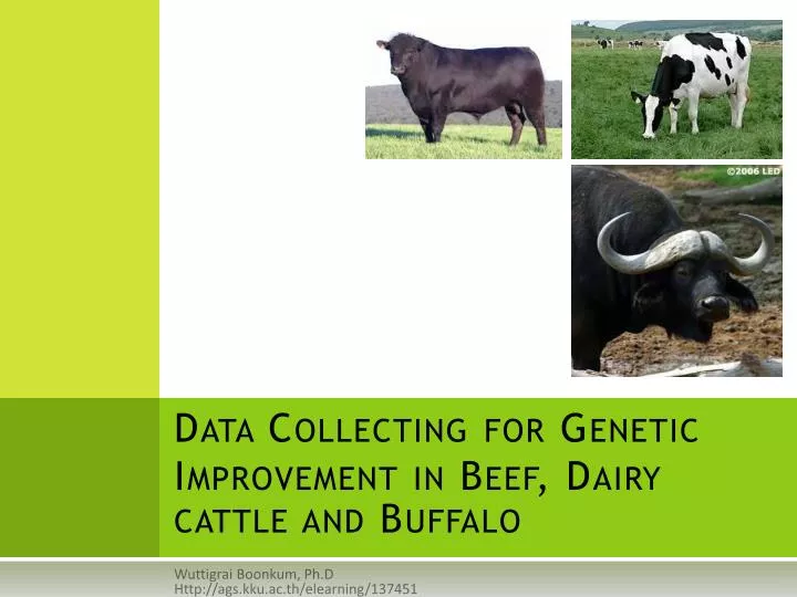 data collecting for genetic improvement in beef dairy cattle and buffalo