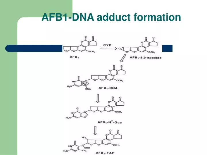 afb1 dna adduct formation