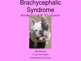 Brachycephalic Syndrome For the French Bulldog Lover!