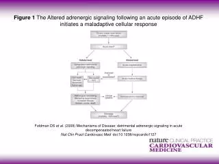 Feldman DS et al. (2008) Mechanisms of Disease: detrimental adrenergic signaling in acute