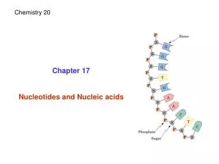 Chapter 17 Nucleotides and Nucleic acids
