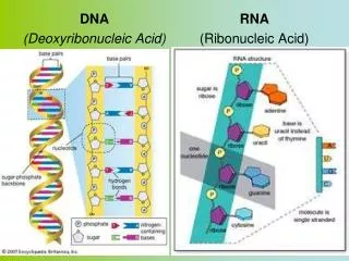 DNA (Deoxyribonucleic Acid)