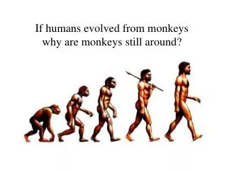 If humans evolved from monkeys why are monkeys still around?