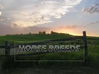 HORSE BREEDS