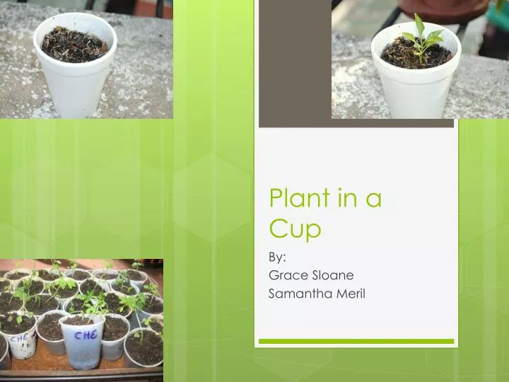 plant in a cup