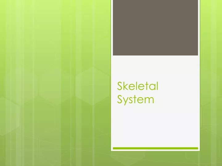 PPT - Skeletal System PowerPoint Presentation, Free Download - ID:3860606