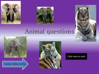 Animal questions