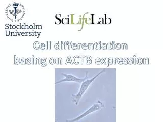 Cell differentiation basing on ACTB expression