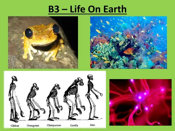 b3 life on earth