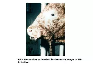 RP - Excessive salivation in the early stage of RP infection