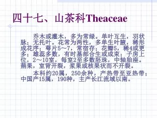theaceae