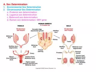 A. Sex Determination Environmental Sex Determination Chromosomal Sex Determination