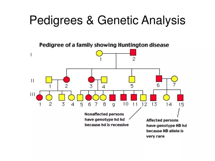 Ppt Pedigrees And Genetic Analysis Powerpoint Presentation Free Download Id3863310 4644