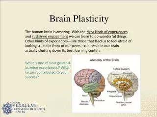 brain plasticity