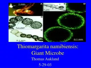 Thiomargarita namibiensis: Giant Microbe