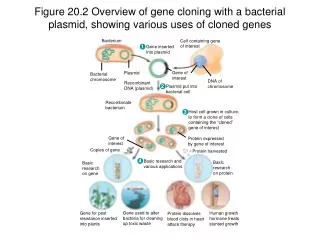 Bacterium